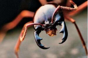 食人蚁，嗜血食肉的蚂蚁军团