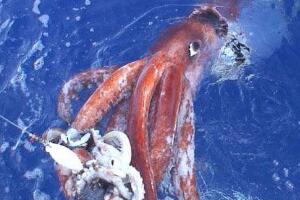 十大恐怖深海动物，让你远离海洋可怕生物