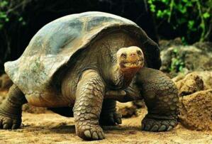 世界上最大的海龟，古巨龟(高5米重达2吨)