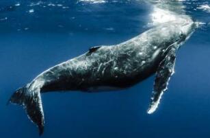 全球第二大鲸，长须鲸仅次于蓝鲸(26.8米/86.1吨)