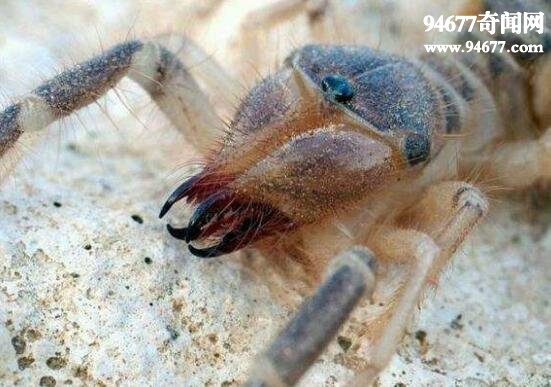 巨骆驼蜘蛛，传言能杀死骆驼的昆虫(非蛛非蝎)