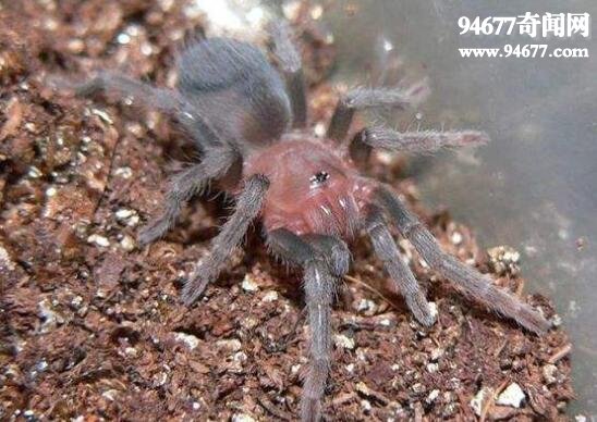 世界上最毒的蜘蛛，上户蜘蛛(看见它眼睛就会瞎)