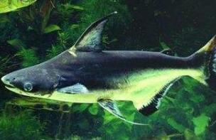 生长速度最快的观赏鱼，虎头鲨(最长达1米)