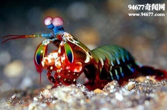 绿虾蛄(雀尾螳螂虾)，披上绿甲的皮皮虾