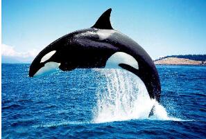 鲸类中的&quot;语言大师&quot;，逆戟鲸(能发出62种不同声音)