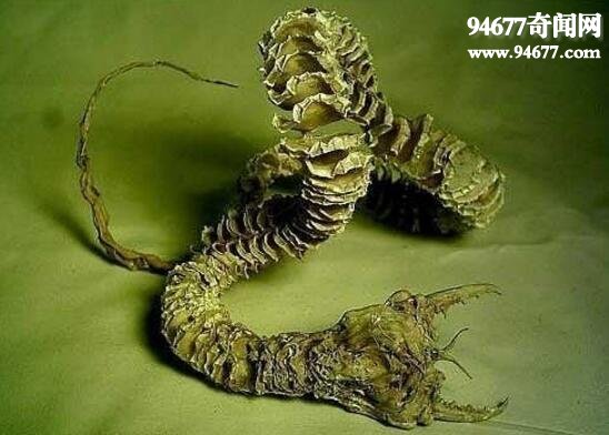 蒙古死亡蠕虫，会喷毒放电的死亡之虫