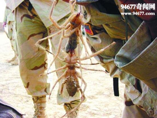 巨骆驼蜘蛛，传言能杀死骆驼的昆虫(非蛛非蝎)