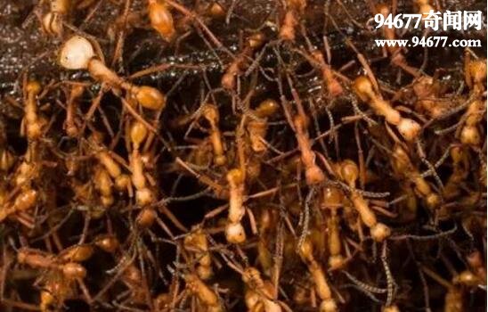 食人蚁，嗜血食肉的蚂蚁军团