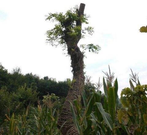 降龙木是什么，一种灌木丛生植物(世界珍贵野生资源)