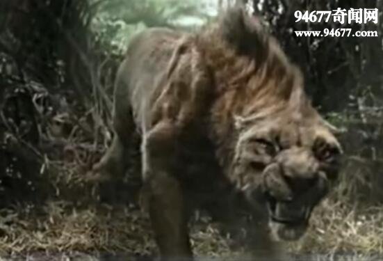 史上最大的猫科动物，残暴狮以野牛为食(4米/800斤)
