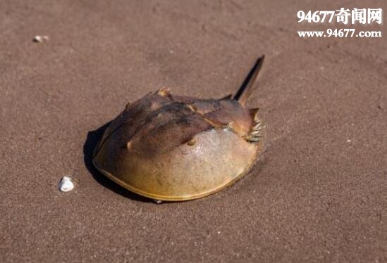地球上最古老的动物之一，马蹄蟹(4亿年历史)