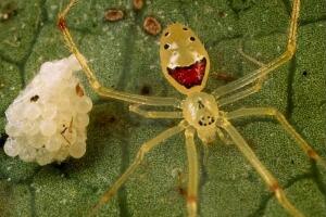 笑脸蜘蛛，靠脸吃饭的无毒蜘蛛(吓退敌人)