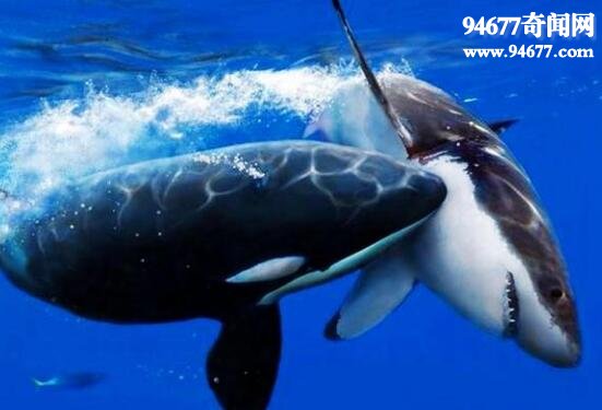 虎鲸vs大白鲨，虎鲸秒杀大白鲨(一头撞死)