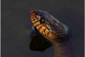 泥蛇(中国水蛇)，被下禁令的食用蛇类
