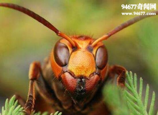 世界五大毒蜂之一，中国大虎头蜂(蜇人致命)
