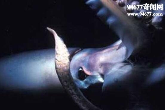 大王乌贼，与抹香鲸搏杀的深海巨怪(体长80米)