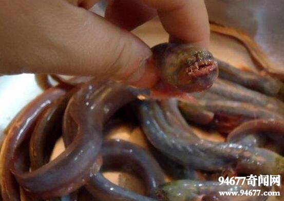 紫鳗虾虎鱼，成熟后自身破体而出(形似外星生物)