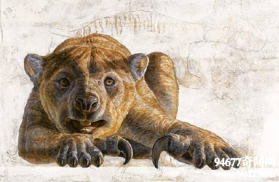 史上最凶残的动物袋狮，也是澳洲最大的肉食动物