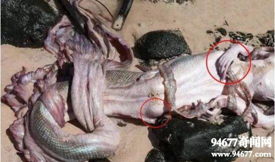 黑鳞鲛人，生存在南海的美人鱼