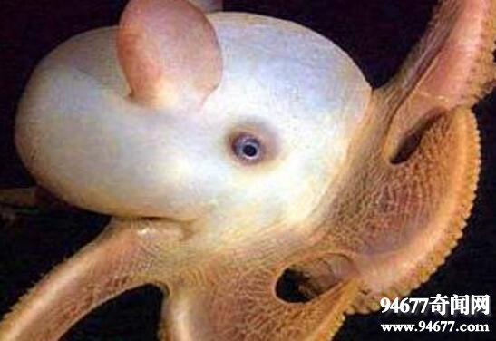 世界上最奇特的章鱼，小飞象章鱼(耳朵巨大形似大象)