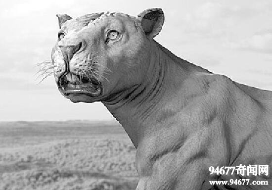 史上最凶残的动物袋狮，也是澳洲最大的肉食动物