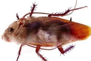 蟑螂鼠，老鼠和蟑螂的结合体(虚构)