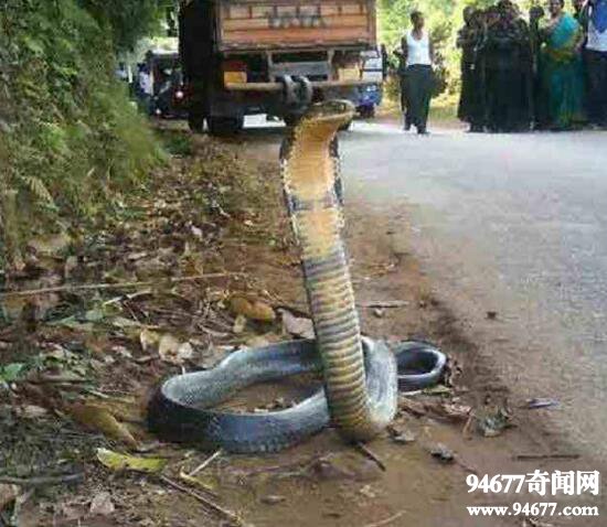 印度神庙惊现五头蛇，网络爆红疑是PS作品