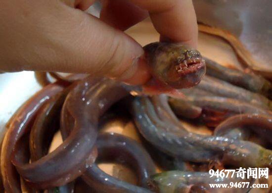 红狼牙鰕虎鱼，可以食用的凶残怪鱼