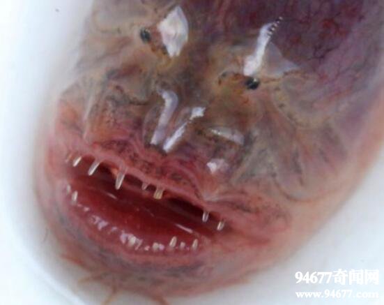 紫鳗虾虎鱼，成熟后自身破体而出(形似外星生物)