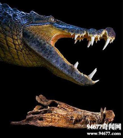 亚马逊莫拉氏鳄，比恐龙凶猛的超级巨鳄