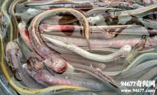 红狼牙鰕虎鱼，可以食用的凶残怪鱼