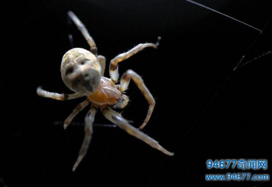 幽灵蛛，家里最常见的有益蜘蛛(毒性极弱)