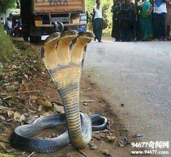 印度惊现三头蛇，与五头蛇齐名的PS力作