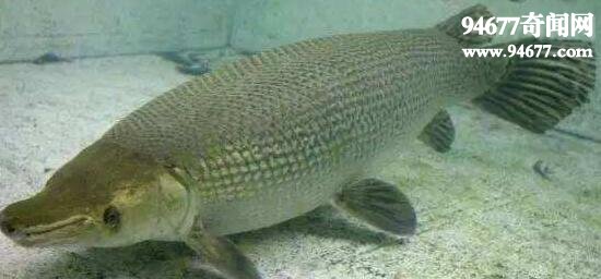 世界上最阴险的鱼，尖嘴鳄(会装死反攻猎物)