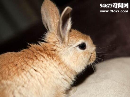 世界上最漂亮的兔子，公主兔(十分重情义)