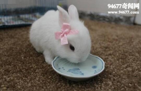 世界上最漂亮的兔子，公主兔(十分重情义)