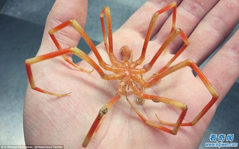 奇闻：19种生活在海面下的奇异生物，你肯定没见过