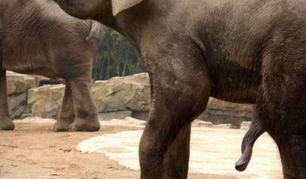泰国大象发情交配是咋样的 图文解说大象交配过程