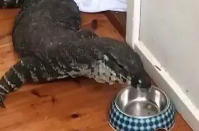 两米超长巨大蜥蜴为了寻找食物，竟然偷偷摸摸爬进了住户家中偷食主人的猫粮，主人被当场吓傻