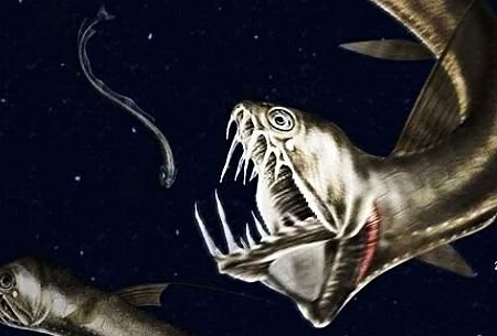 十大恐怖深海动物有哪些？第六种会居然发光