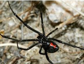 世界上毒性最剧烈的蜘蛛，号称：“黑寡妇”
