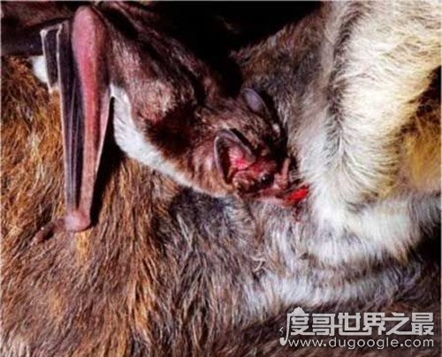 世界上最凶猛的蝙蝠，面容丑恶的吸血蝙蝠(一生吸血100升)