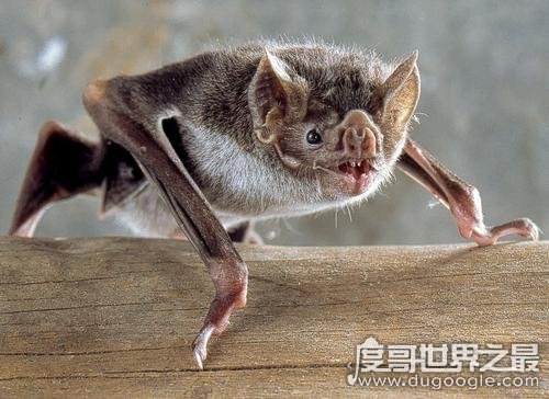 世界上最凶猛的蝙蝠，面容丑恶的吸血蝙蝠(一生吸血100升)