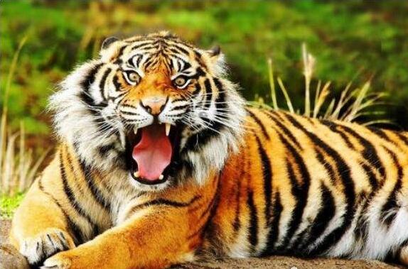 老虎的天敌是什么，老虎最怕人类