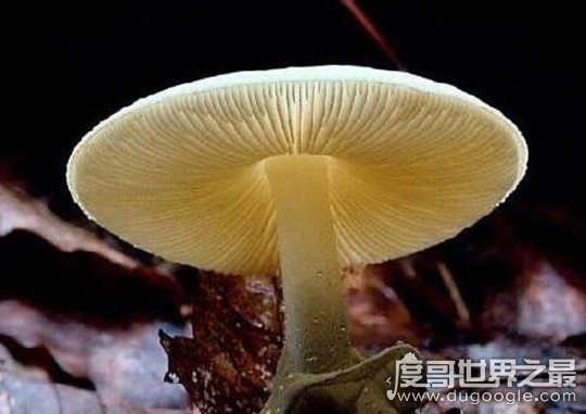 世界毒性最大最强的蘑菇，死亡天使蘑菇(毒素可致人死亡)