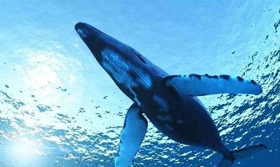 世界上最大的哺乳动物，蓝鲸长33米/重181吨(等于3000个成人体重)