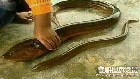 世界上最大的黄鳝有多大，比人小腿还粗(长1.5米/重达36斤)