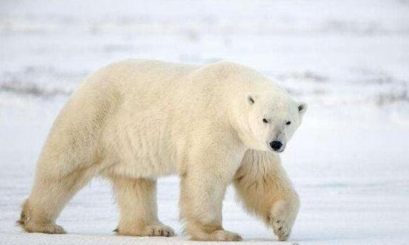 世界上皮毛最保暖的动物，北极熊最不怕冷(有浓密保暖的皮毛)