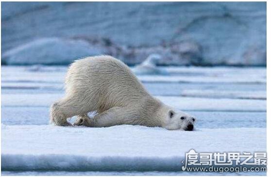 世界上皮毛最保暖的动物排名，北极熊最不怕冷(有浓密保暖的皮毛)