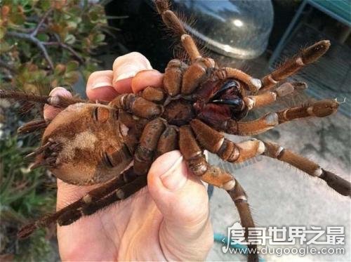 世界上最大的毒蜘蛛，蜢蜘直径25厘米/重230克(毒牙长3.8厘米)